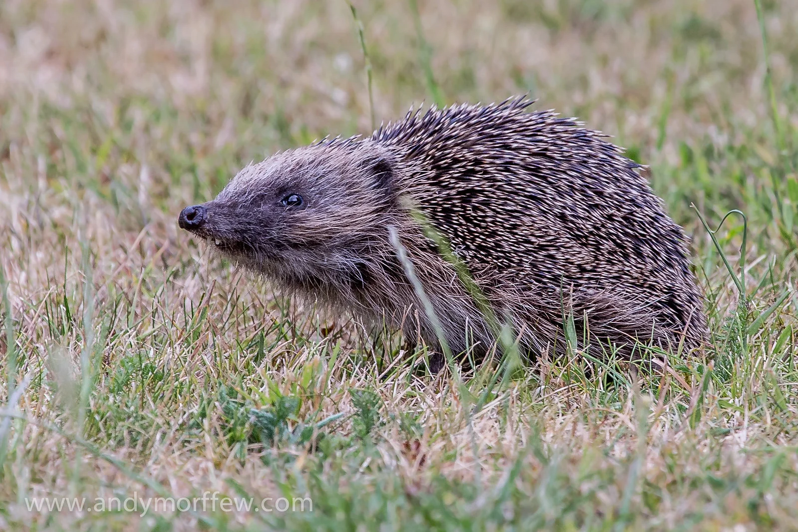 Groundhog Vs Hedgehog