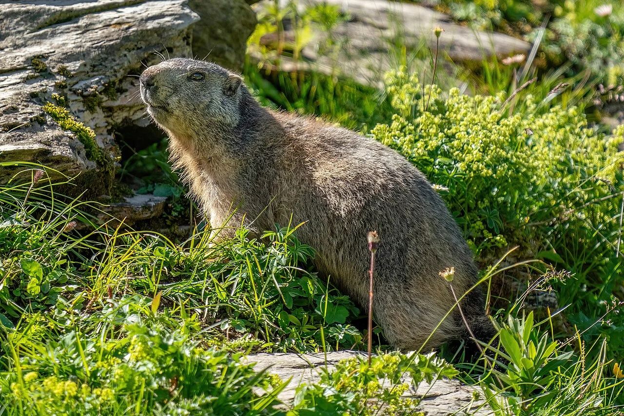 Groundhog Vs Marmot