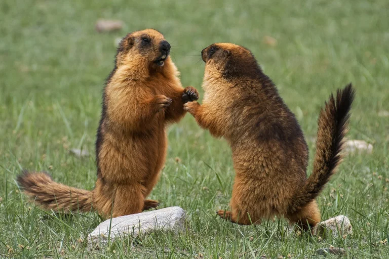 Groundhog Vs Marmot Size, Weight, Overall Comparison