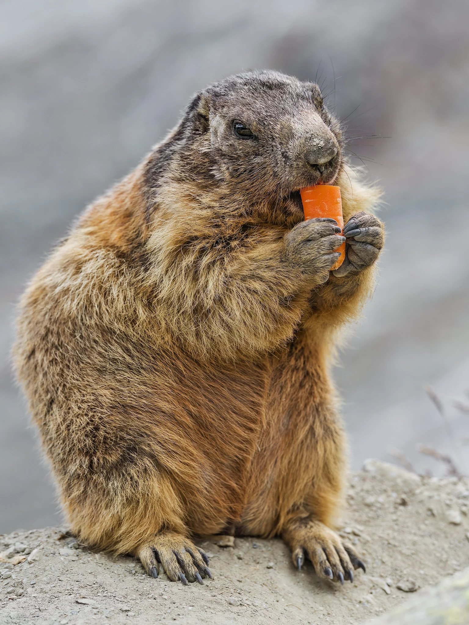 Beaver Vs Marmot