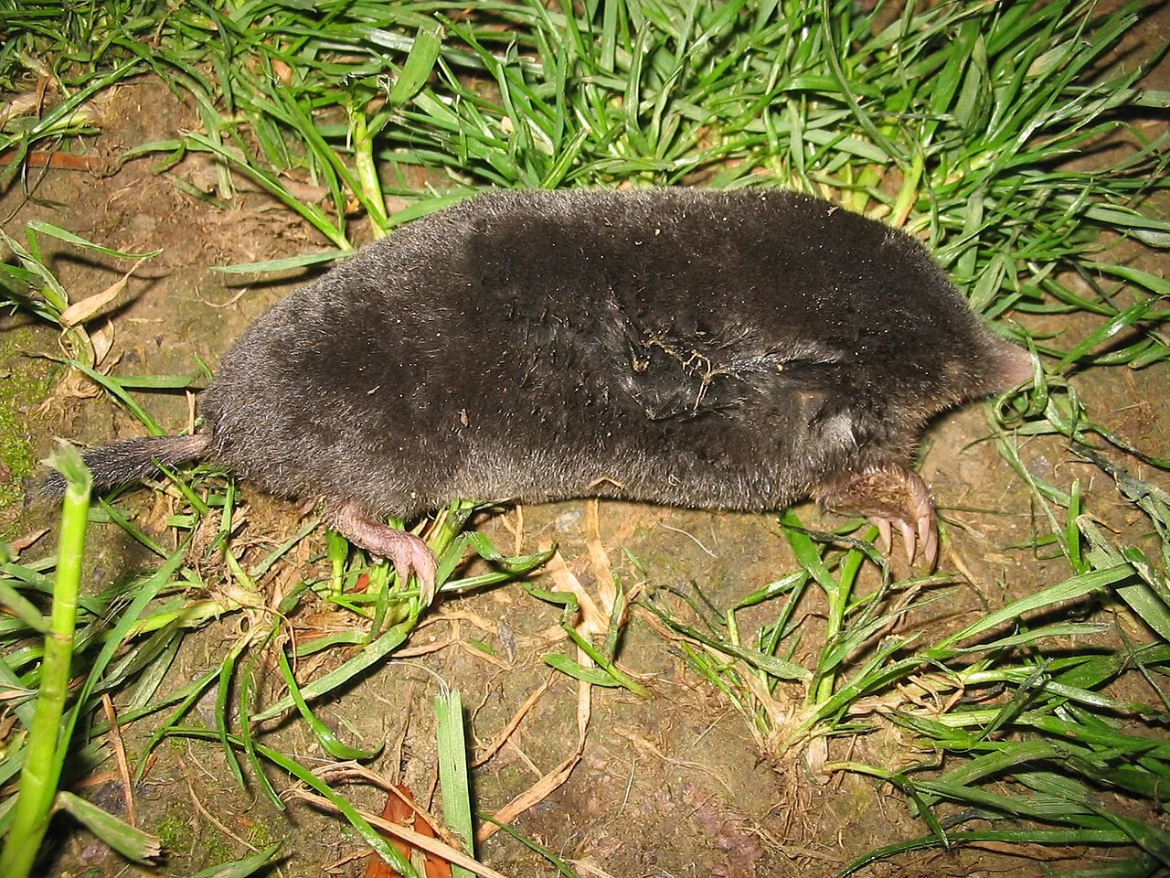 Groundhog Vs Mole