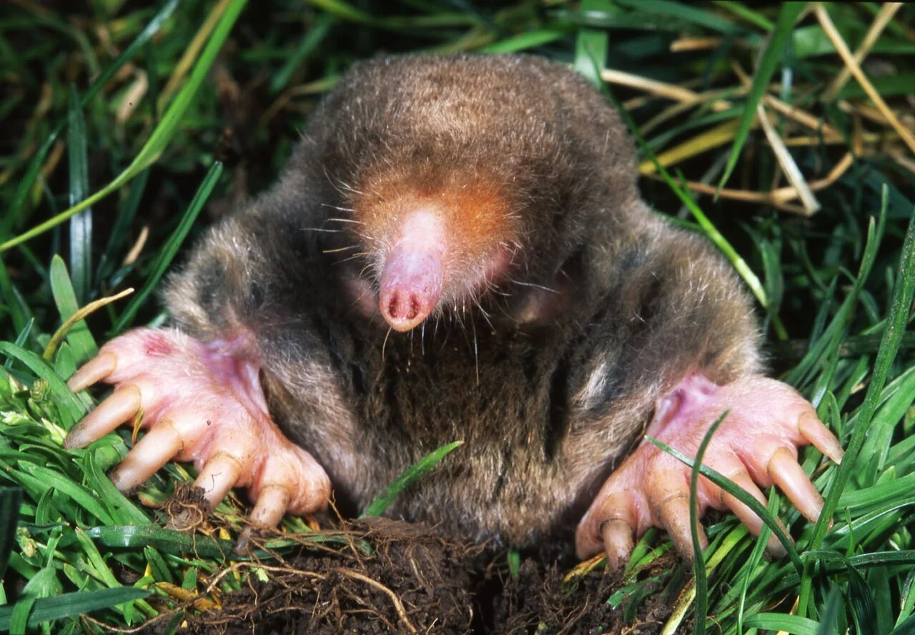 Groundhog Vs Mole