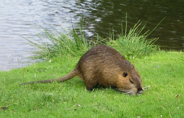 Groundhog Vs Muskrat Size, Weight, Overall Comparison