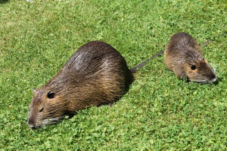 Groundhog Vs Nutria Size, Weight, Overall Comparison
