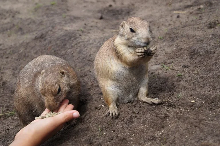 Groundhog Vs Prairie Dog Size, Weight, Overall Comparison