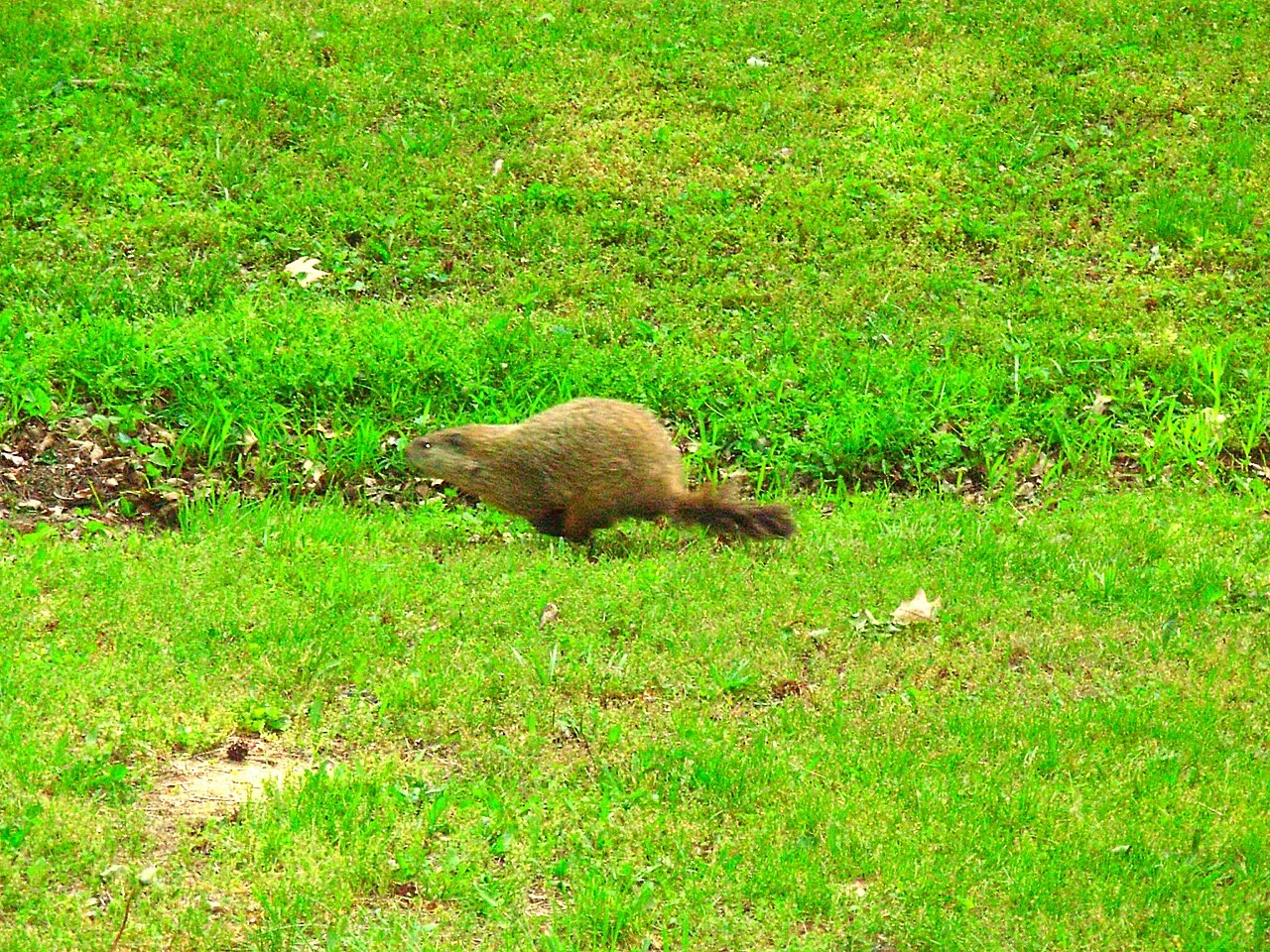 Groundhog Vs Woodchuck