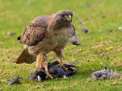 What Type of Consumer is a Hawk? Overview of Hawk Feeding Behavior