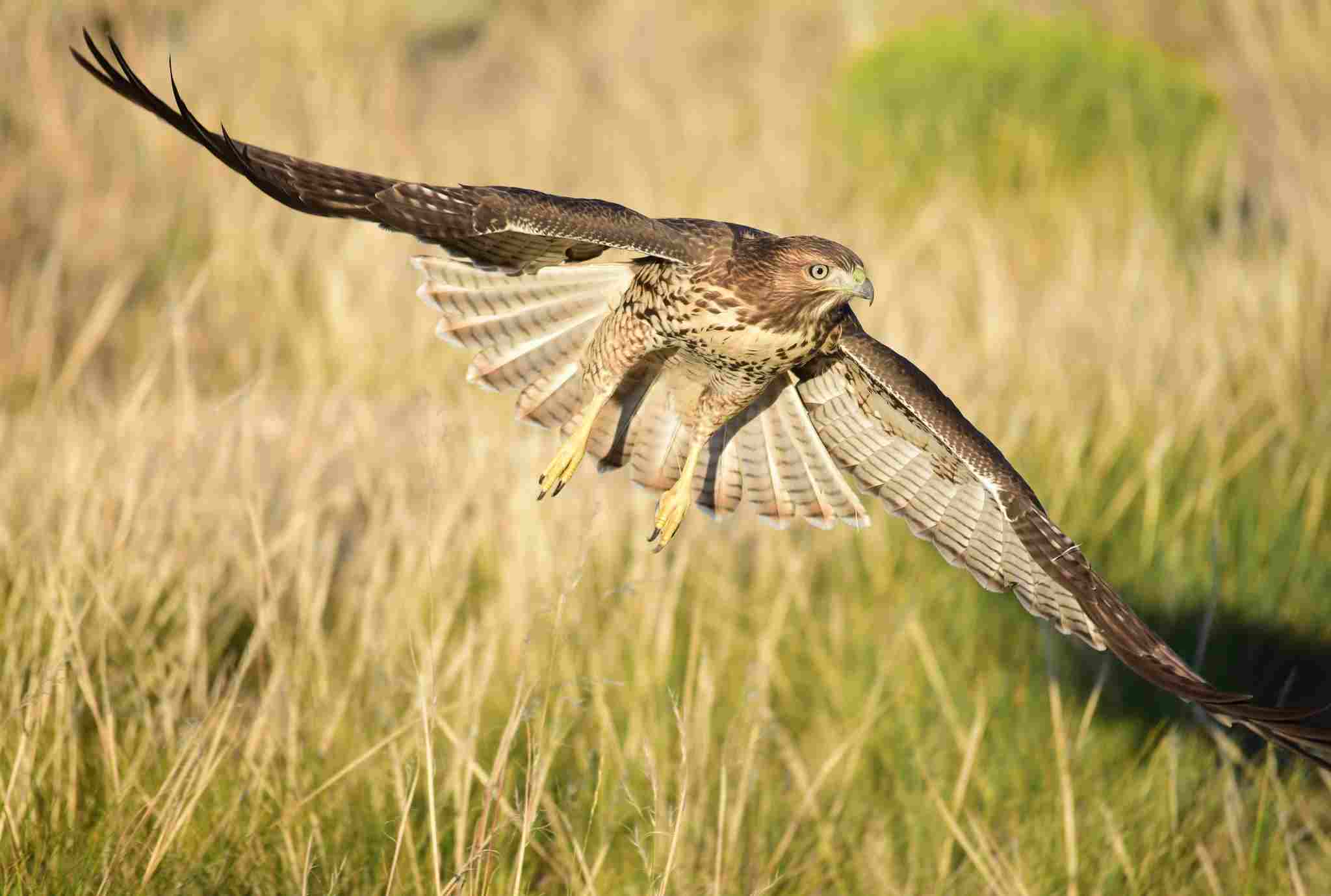 Do Hawks Eat Foxes: Hawks Can Prey On Sick or Injured Foxes in Open Areas like Prairies (Credit: USFWS Mountain-Prairie 2020)