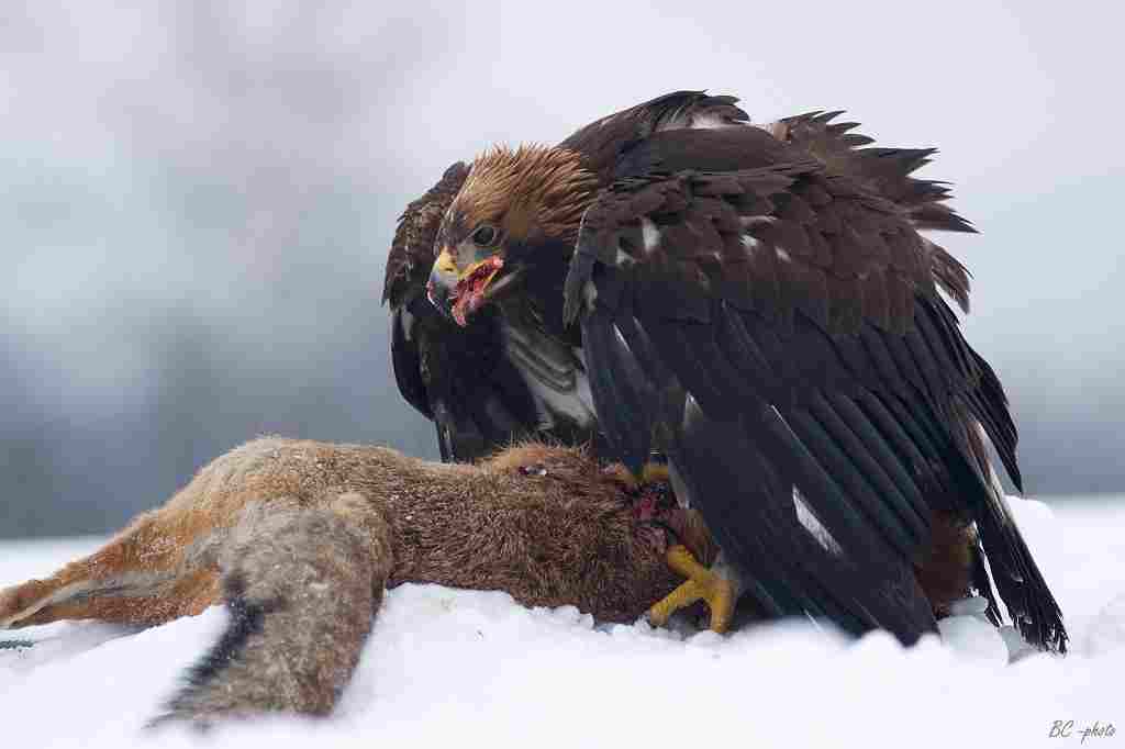 Do Hawks Eat Foxes: Eagles are the Most Common Raptors to Prey On Foxes and Scavenge on Fox-Carrions (Credit: Bohuš Číčel 2009 .CC BY-SA 3.0.)