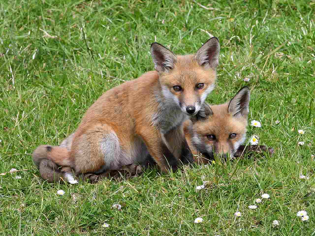 Do Hawks Eat Foxes: Exposed Juvenile Foxes are at High Risk of Predation (Credit: Ken Billington 2007 .CC BY-SA 3.0.)