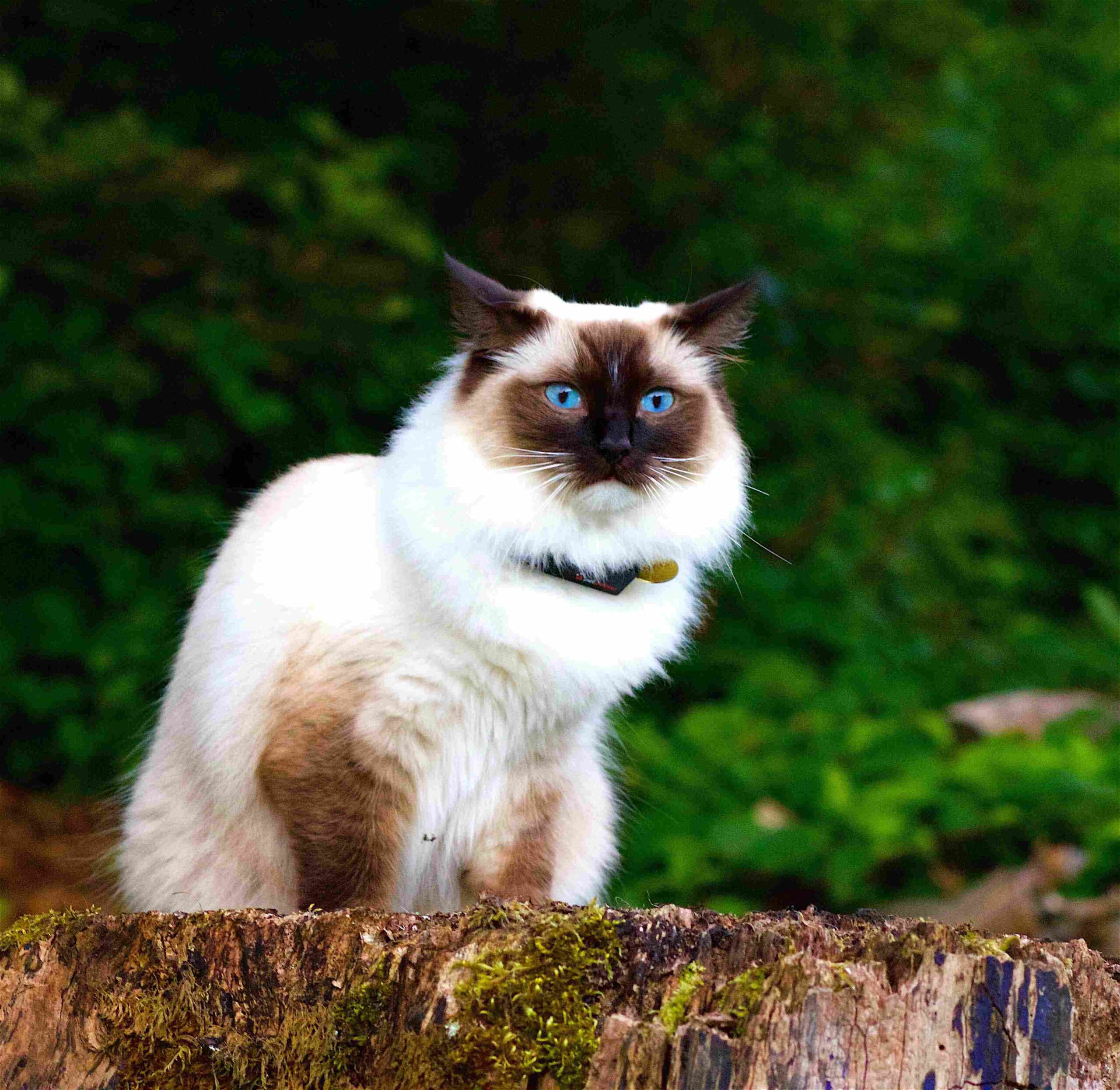 Himalayan Cat Vs Ragdoll Cat