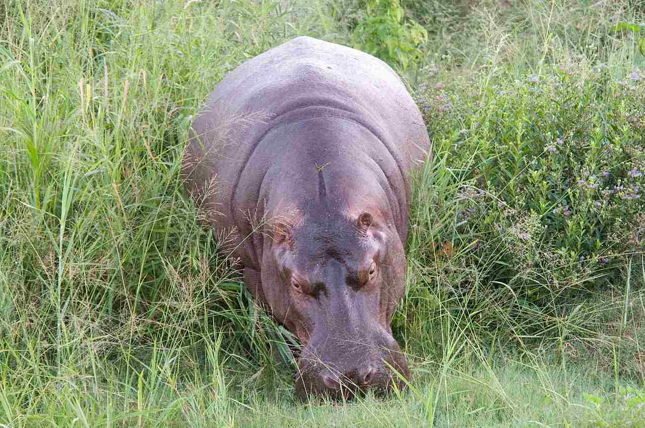 What do Hippos Eat in the Wild: Plants Like Buffalo Grass and Eelgrass are Food Sources for Wild Hippos (Credit: Chris Eason 2008 .CC BY 2.0.)