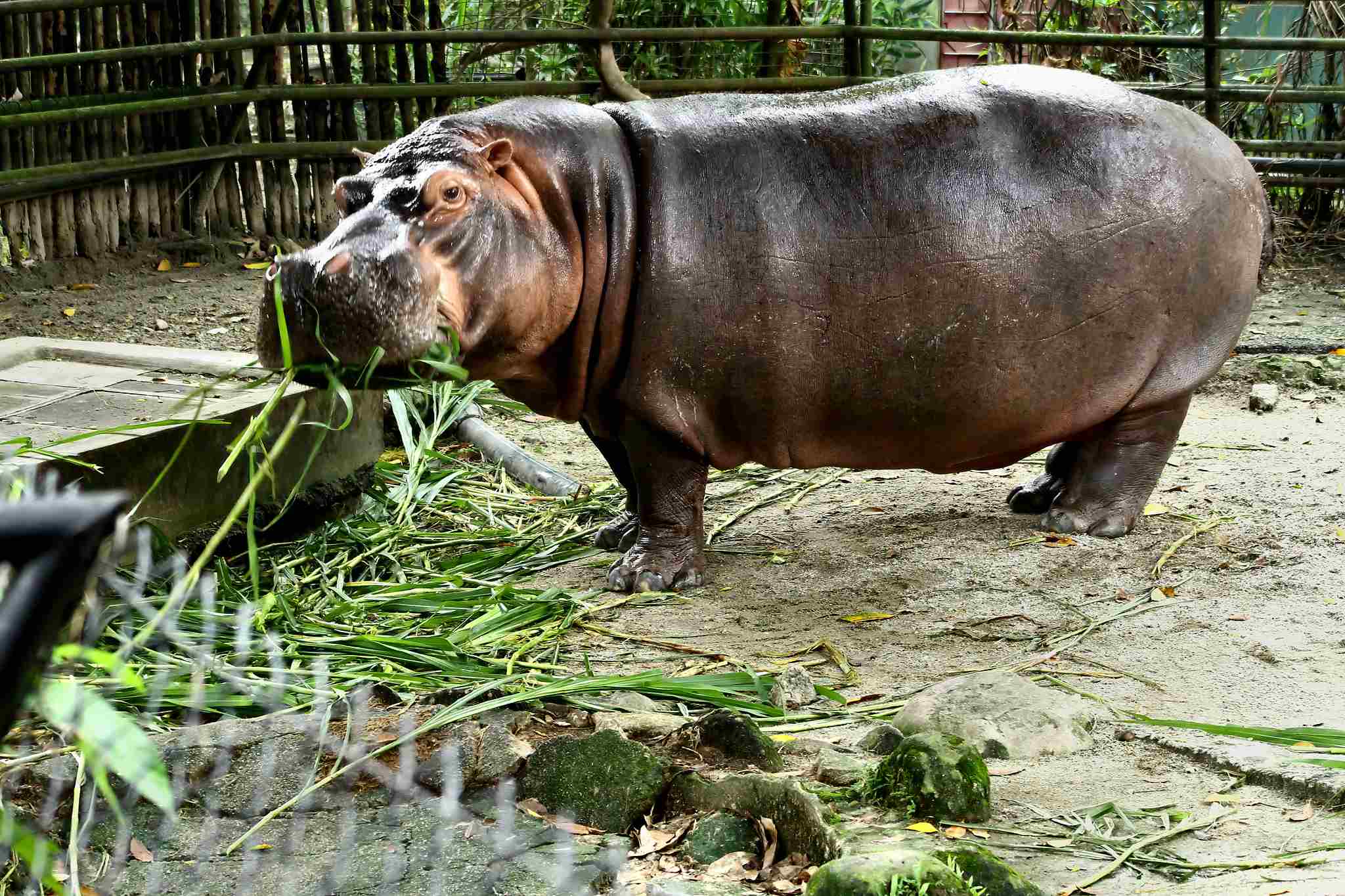 What do Hippos Eat in the Wild: Various Vegetables and Fruits Can be Fed to Hippos in Captivity (Credit: Mohd Fazlin Mohd Effendy Ooi 2012 .CC BY 2.0.)