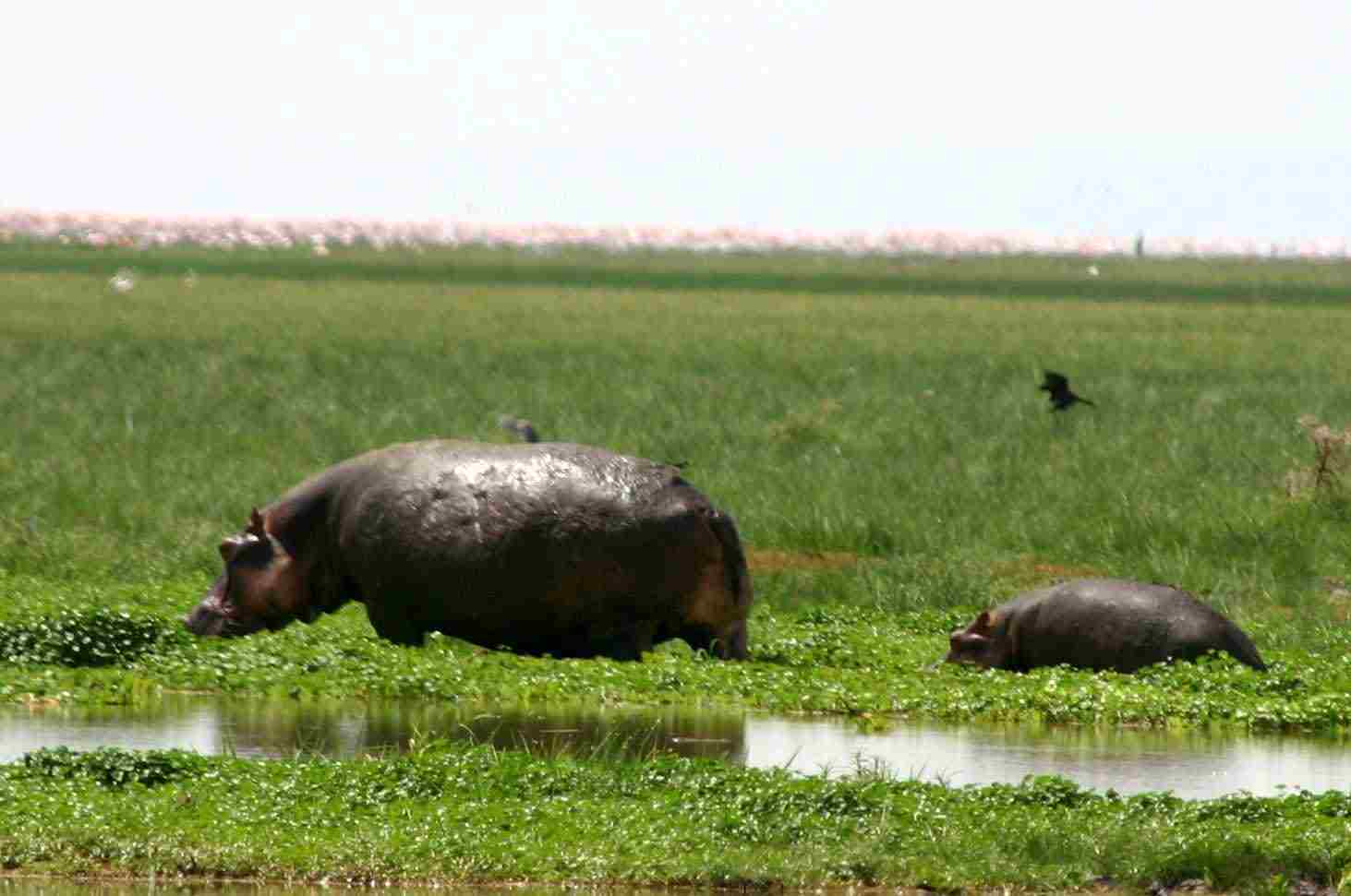 What do Hippos Eat in the Wild: Although Hippos May Kill Their Young, They Rarely Eat Them (Credit: Charles J. Sharp 2004 .CC BY-SA 3.0.)