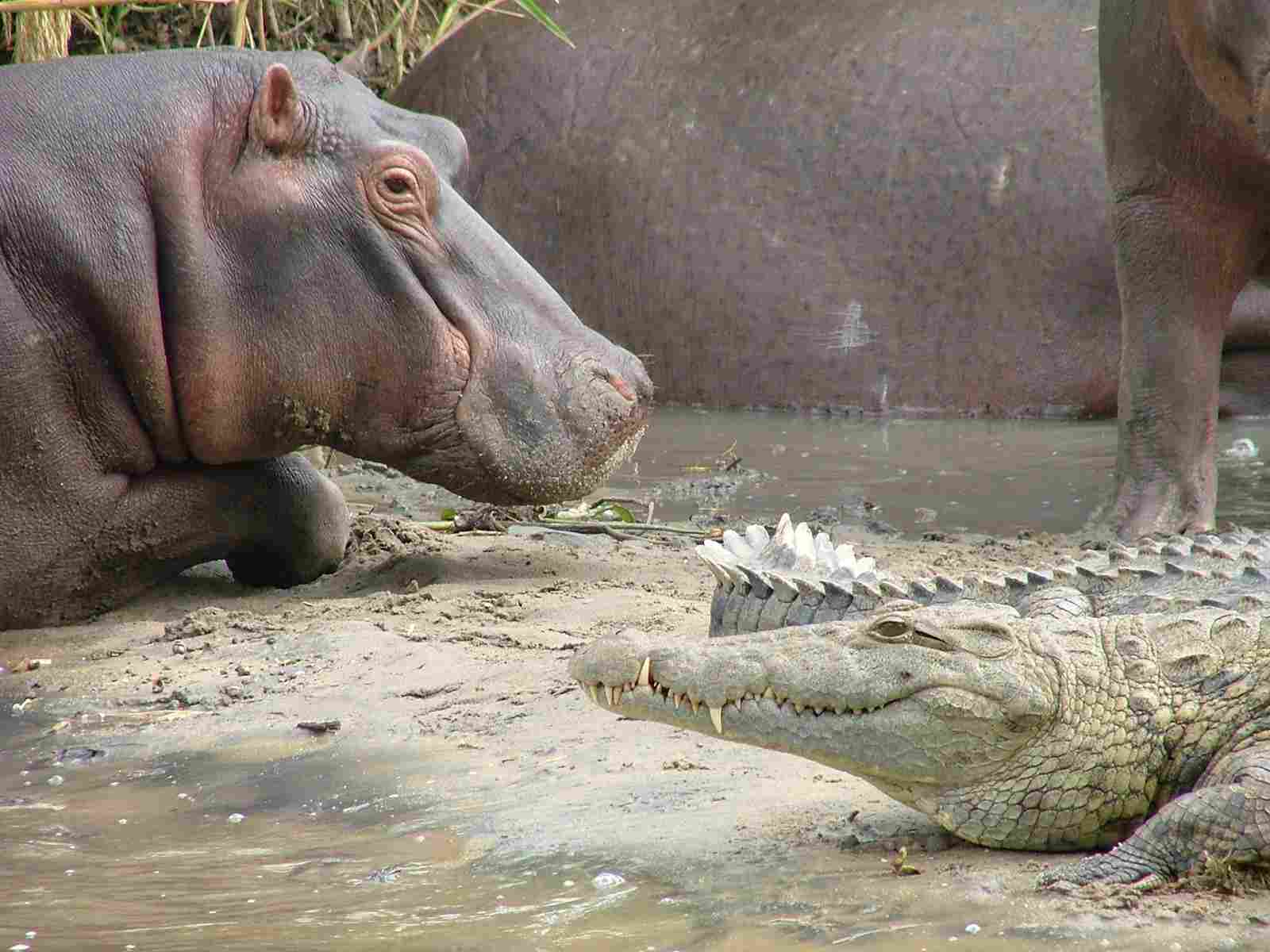 Hippo Vs Crocodile: While Crocodiles are Formidable, Hippos are Larger, Heavier, and have Larger Mouths (Credit: Paul Williams 2005, Uploaded Online 2006 .CC BY-SA 2.0.)