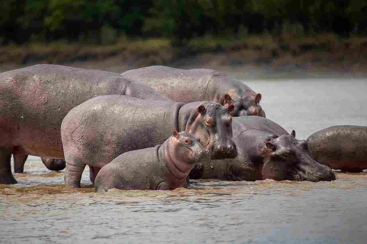 Hippo Vs Elephant: Hippos are Social Animals that Live in Groups (Credit: Muhammad Mahdi Karim 2020 .CC BY-SA 4.0.)