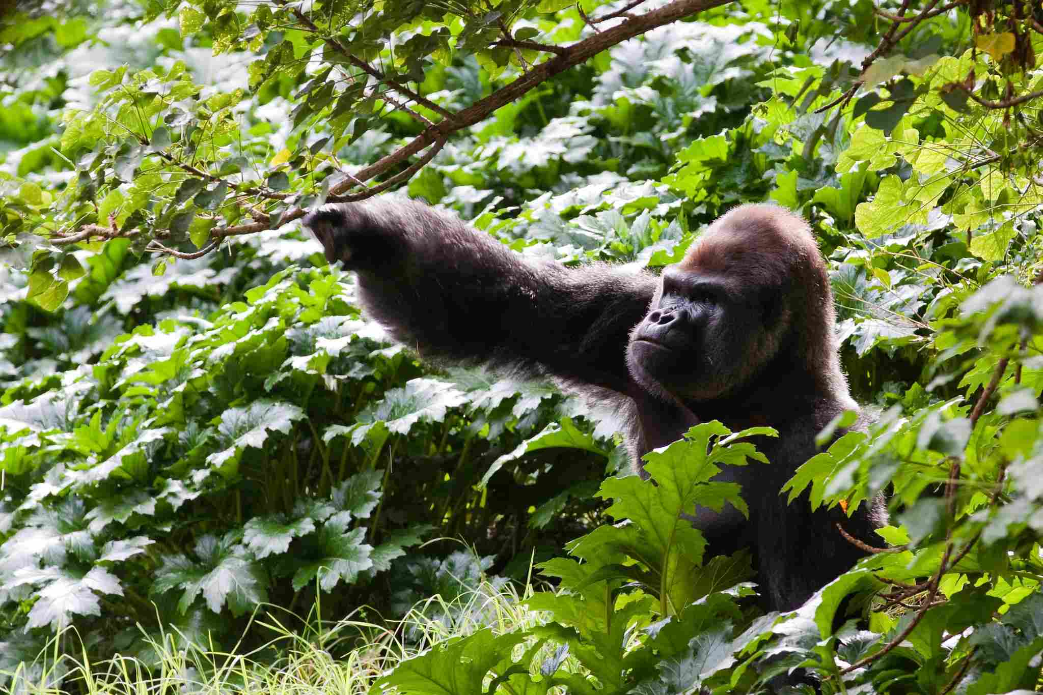 Hippo Vs Gorilla: Habitat Fragmentation and Degradation Affect Gorillas in the Wild (Credit: Richard Ashurst 2010 .CC BY 2.0.)