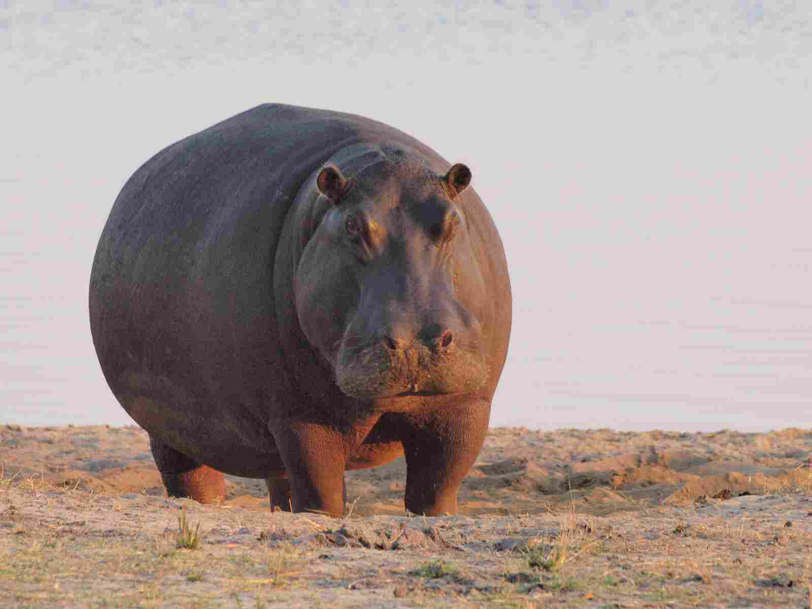 Hippo Vs Grizzly Bear: Hippos are More Dangerous Toward Humans Than Grizzly Bears (Credit: Gusjer 2009 .CC BY 2.0.)