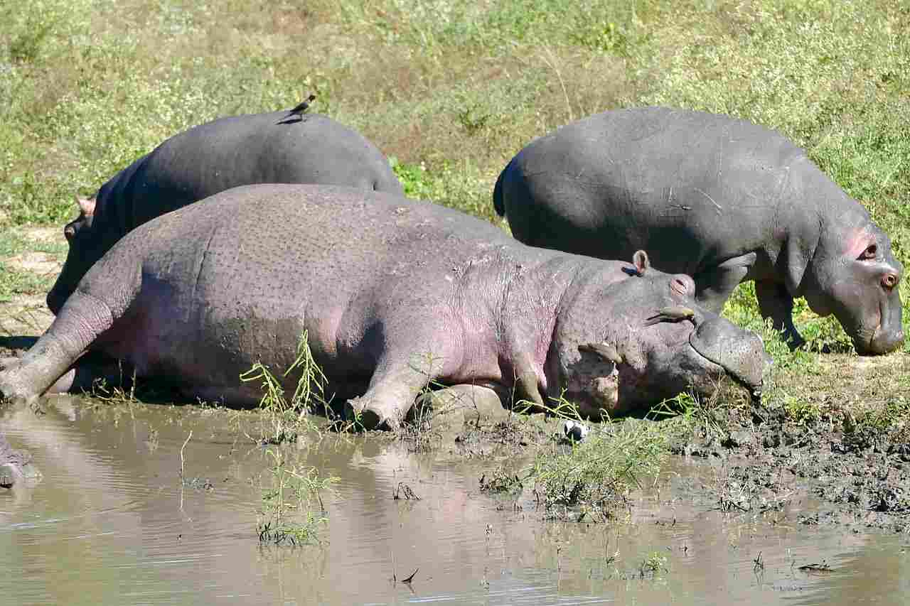 Hippo Vs Lion: Hippos are Much Larger and Heavier Than Lions (Credit: Bernard DUPONT 2022 .CC BY-SA 2.0.)