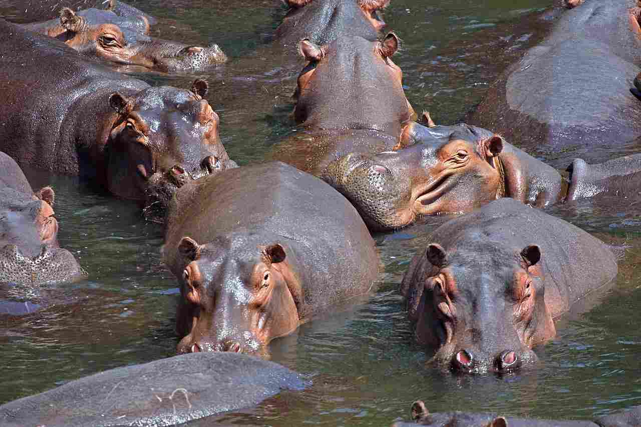 Hippo Vs Rhino: Unlike the Solitary Rhinoceros, Hippos are Social and Typically Live in Groups (Credit: Paul Maritz 2005 .CC BY-SA 3.0.)