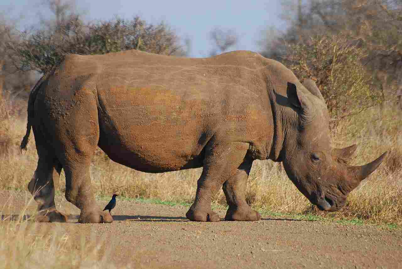 Hippo Vs Rhino: Aggressive Behavior is Less Present in Rhinos than Hippos (Credit: Wegmann 2009 .CC BY-SA 3.0.)