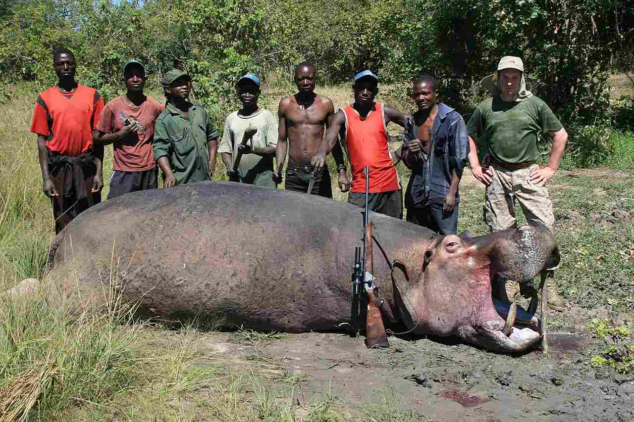 Hippo Vs Rhino: Human Activities Threaten the Survival of Wild Hippos and Rhinos (Credit: Lord Mountbatten 2010 .CC BY-SA 3.0.)