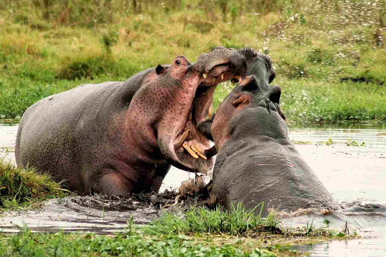 Hippo Vs Tiger: Hippos Can be Very Aggressive and Territorial (Credit: Graeme Shannon 2007 .CC BY 4.0.)