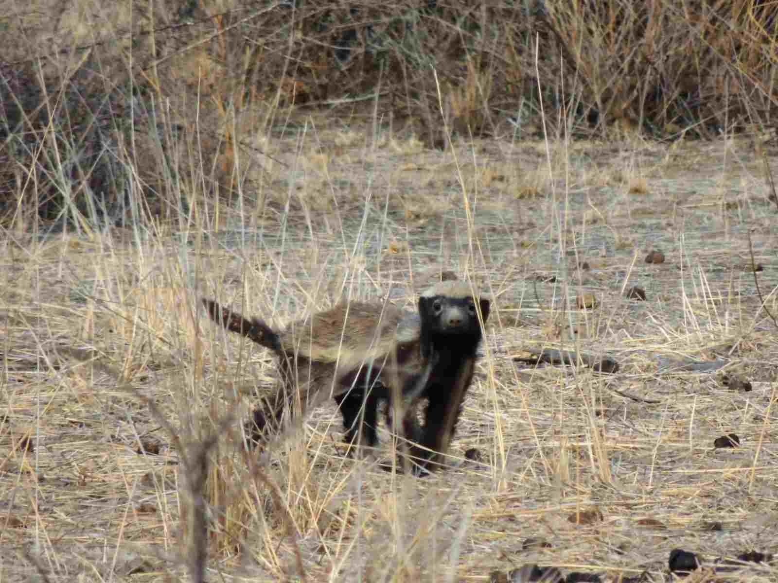 Honey Badger Vs Lion: Habitat Overlap is Not Uncommon Between Honey Badgers and Lions (Credit: Annette Seifart 2013 .CC BY-ND 2.0.)
