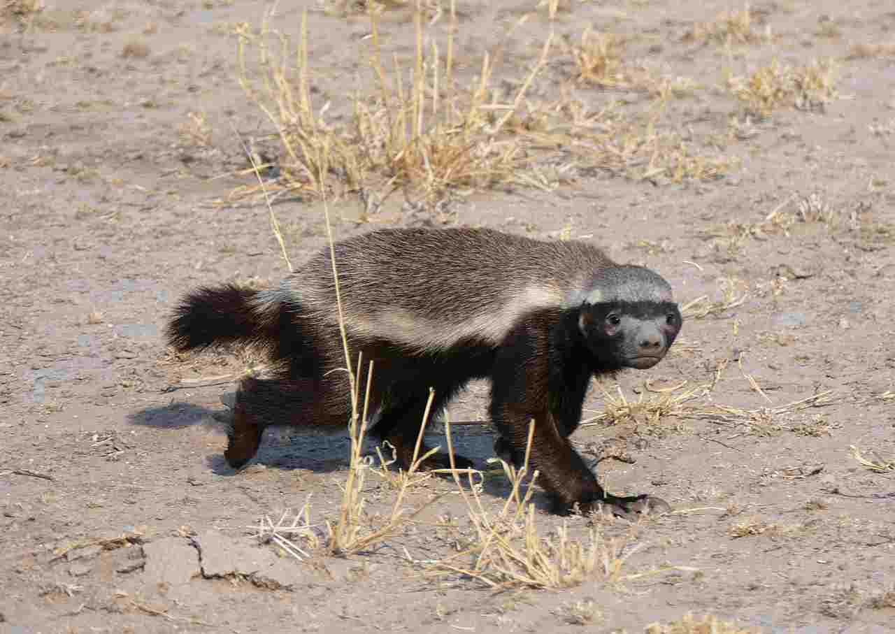 Honey Badger Vs Wolverine: A Honey Badger is Smaller and Lighter Than a Wolverine (Credit: Gerhard mauracher 2019 .CC BY-SA 4.0.)