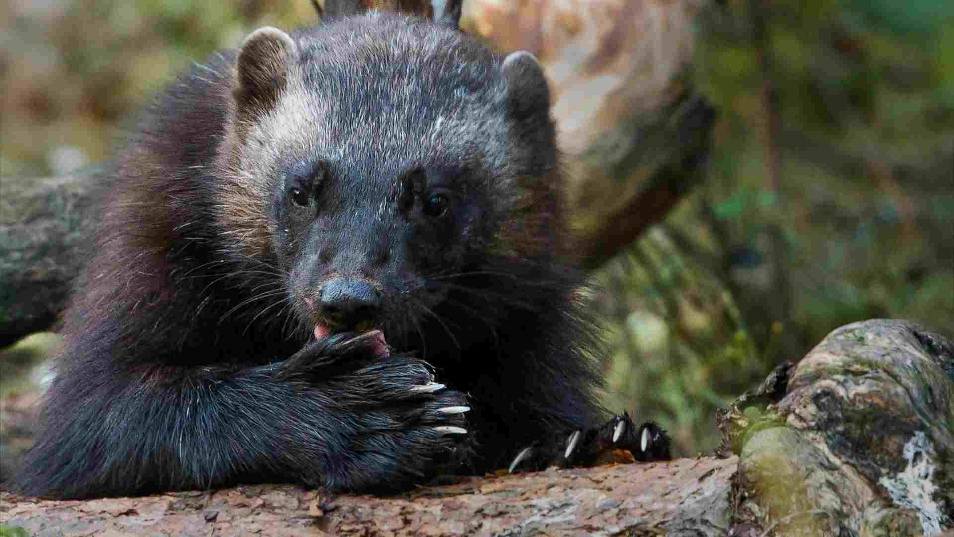 Honey Badger Vs Wolverine: Taxonomy Reveals the Relationship and Disparity Between Wolverines and Honey Badgers (Credit: NTNU, Faculty of Natural Sciences 2015 .CC BY 2.0.)