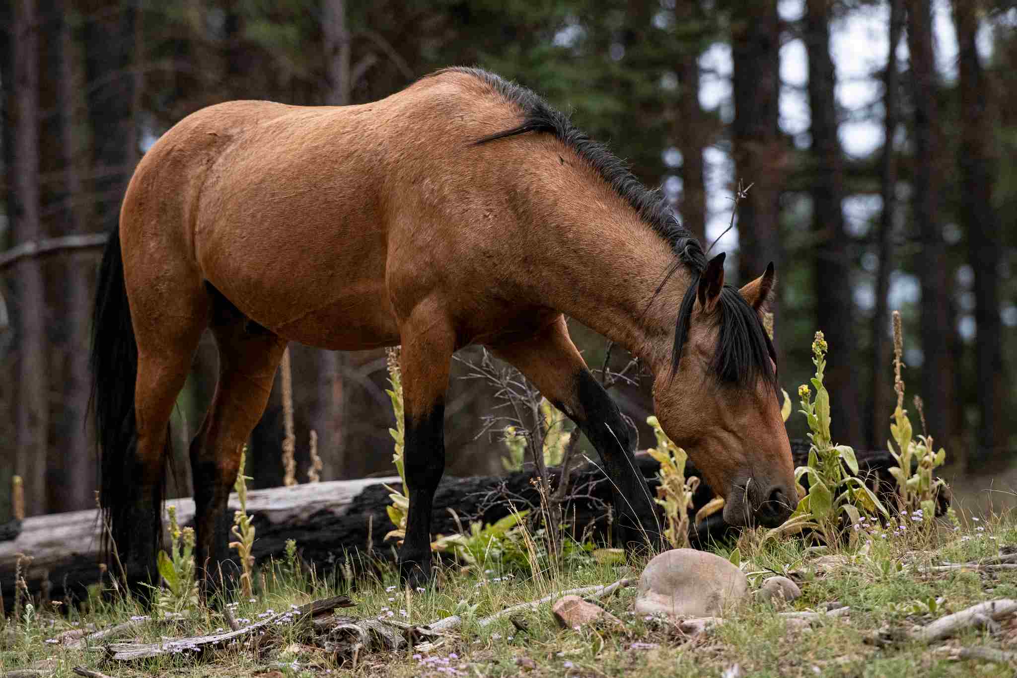 Do Horses Eat Meat: Exclusive Plant Consumption Implies that Horses Do Not Naturally Eat Meat (Credit: U.S. Department of Agriculture 2019, Uploaded Online 2020 .PDM 1.0.)