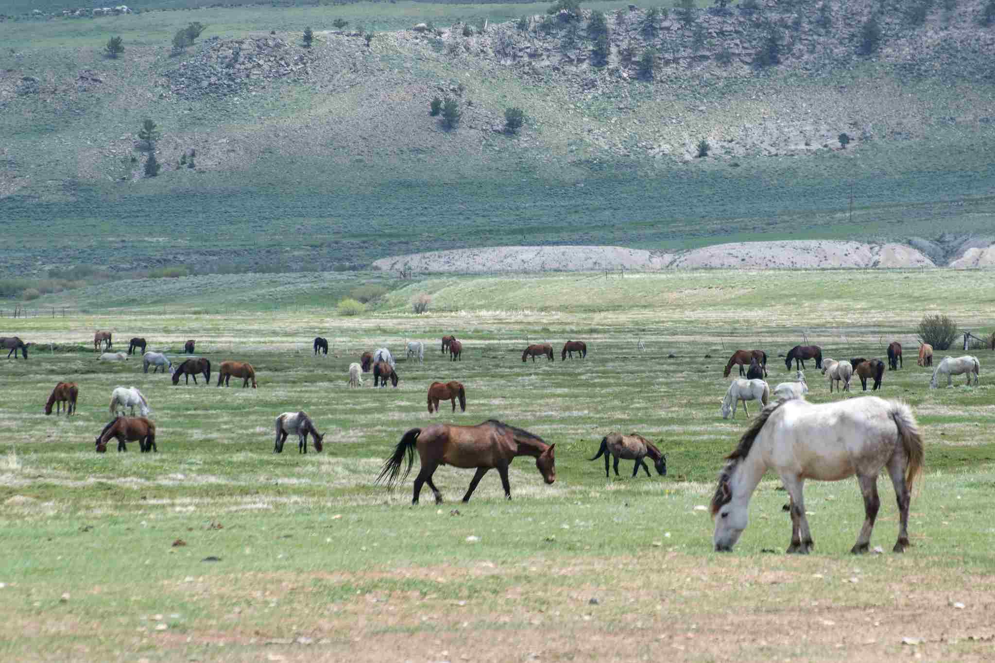 Do Horses Eat Meat: In the Wild, Grasses are a Staple Food Source for Horses (Credit: BLM Wyoming 2019 .CC BY 2.0.)