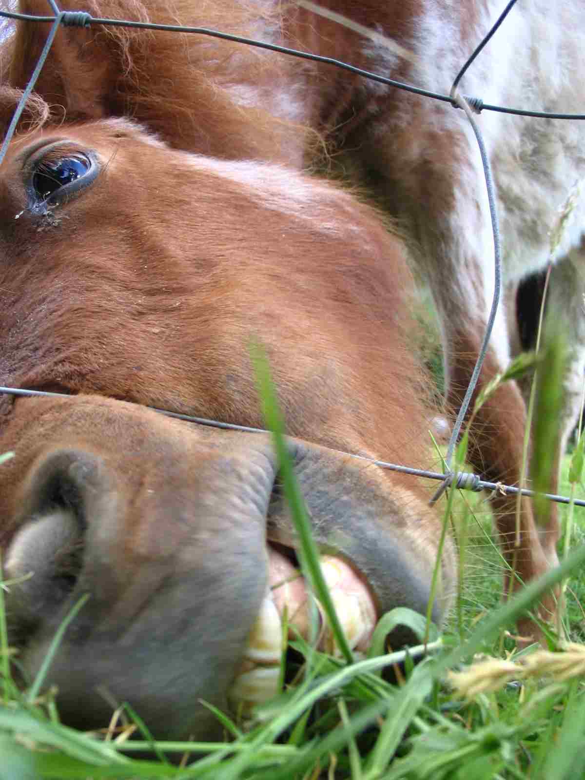 Are Horses Omnivores: Plant-Suited, Dental and Digestive Adaptations Imply that Horses are Herbivores (Credit: Frenkieb 2004 .CC BY 2.0.)