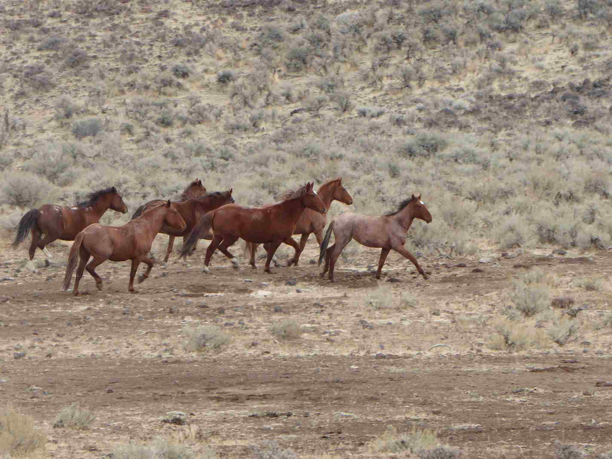 Are Horses Omnivores: Unlike Many Carnivores, Horses are Potential Prey by Nature (Credit: Bureau of Land Management Oregon and Washington 2017, Uploaded Online 2018 .CC BY 2.0.)