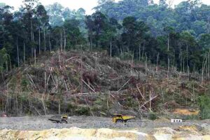 Human Impacts on Rainforests: Hunting and Extensive Logging can Cause the Loss of Forest Diversity (Credit: IndoMet in the Heart of Borneo 2013 .CC BY 2.0.)