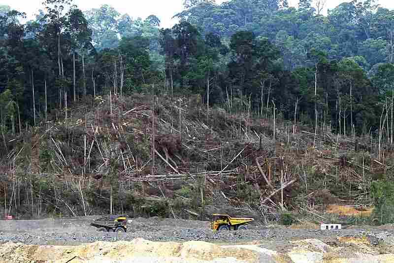 9 Human Impacts on Rainforests Discussed