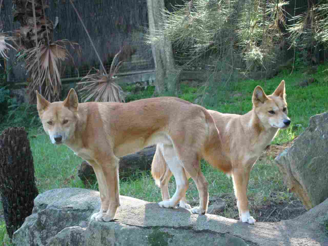 Hyena Vs Dingo: Distinction in the Appearance of Hyenas and Dingoes Can be Used to Differentiate Them (Credit: Brian Giesen 2009 .CC BY 2.0.)