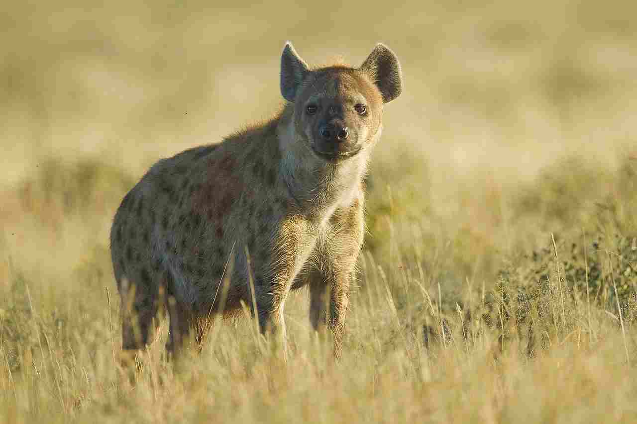 Hyena Vs Coyote: Size and Weight Advantages Place Hyenas Physically Above Coyotes (Credit: Yathin S Krishnappa 2011 .CC BY-SA 3.0.)