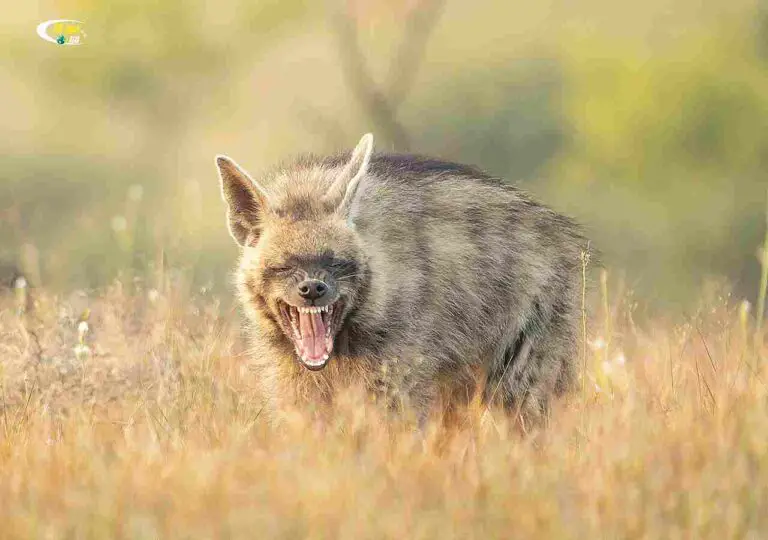 Hyena Vs Coyote Size, Weight, Ecological Comparison