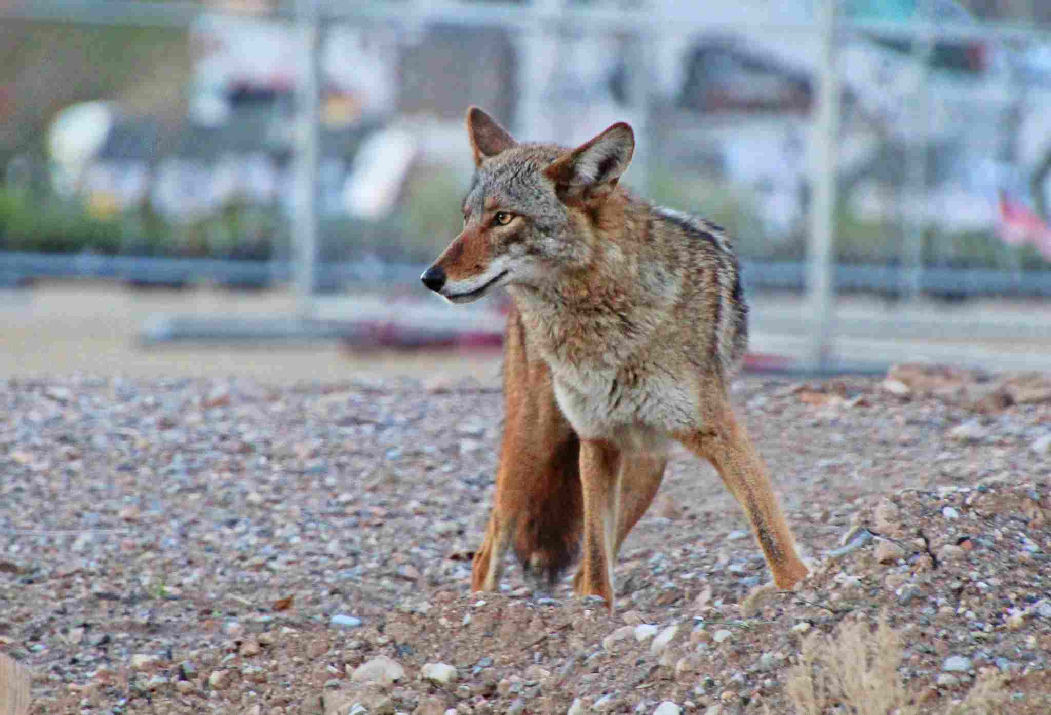 Hyena Vs Coyote: Adaptability is Behind the Survival of Coyotes in Urbanized and Degraded Areas (Credit: Renee Grayson 2019 .CC BY 2.0.)