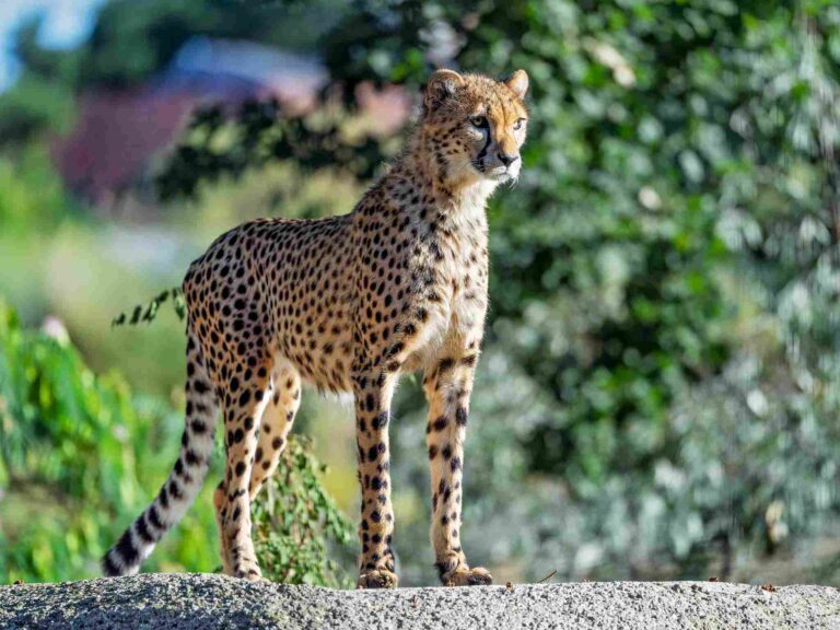 Hyena Vs Dog Vs Cheetah Weight, Ecology Explained