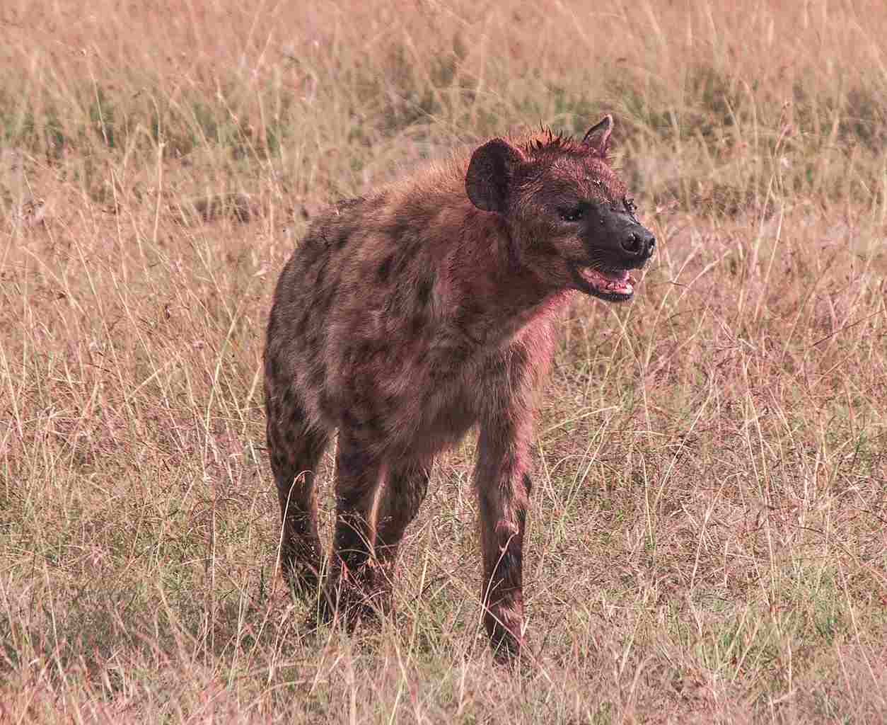 Hyena Vs Jackal: As Predators, Hyenas Can be Dangerous Toward Humans (Credit: Ray in Manila 2018 .CC BY 2.0.)