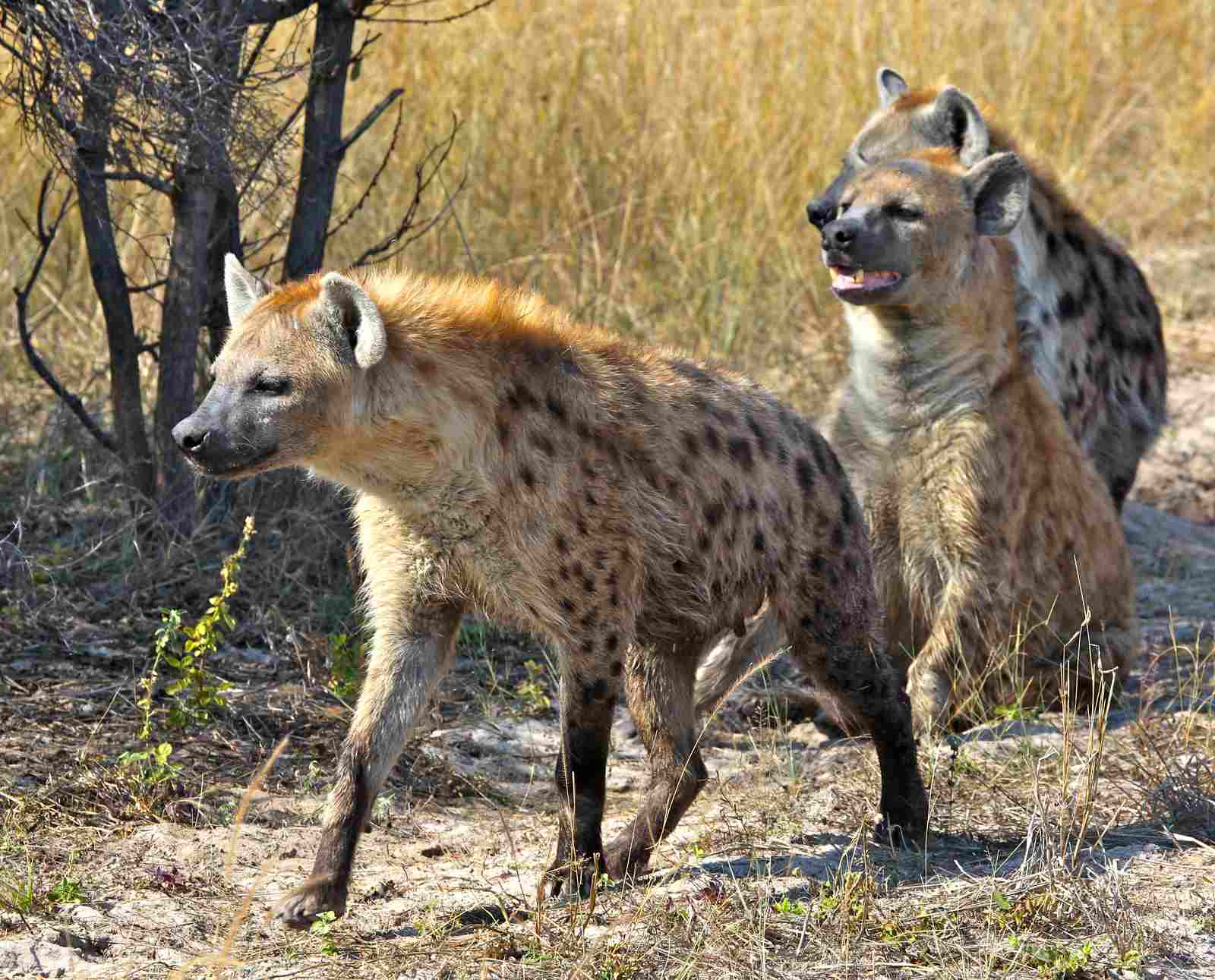 Hyena Vs Leopard: Cooperative Hunting Supports the Survival of Hyenas (Credit: Steve Jurvetson 2011 .CC BY 2.0.)