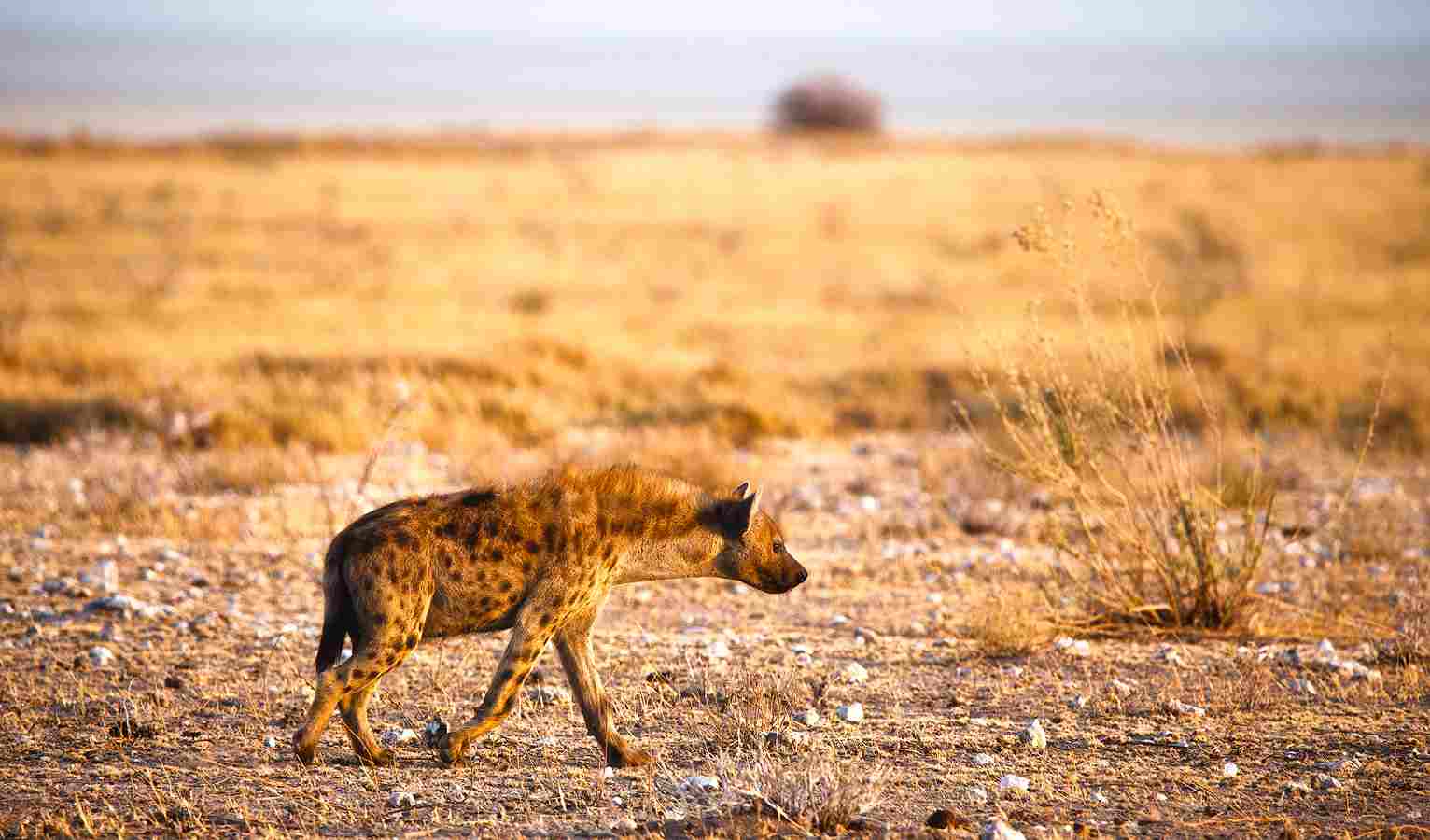 Hyena Vs Leopard: Habitat Degradation is a Problem Facing Wild Hyena Populations (Credit: Dominik Angstwurm 2017 .CC BY-SA 3.0.)