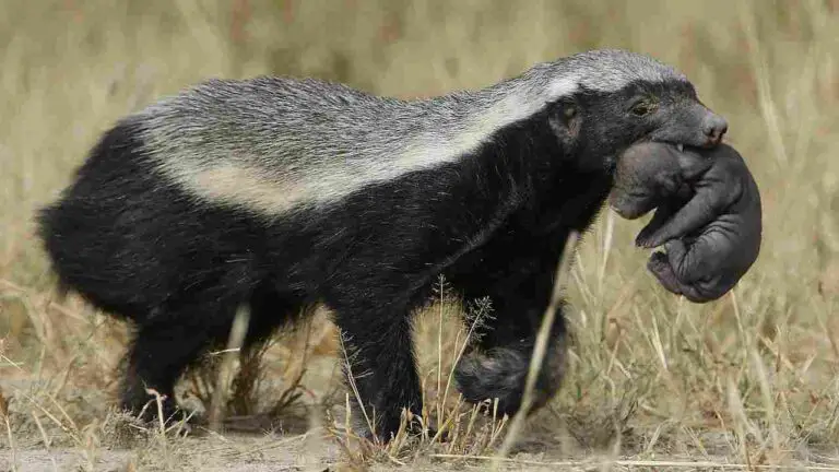 Hyena Vs Wildcat Vs Honey Badger Explained