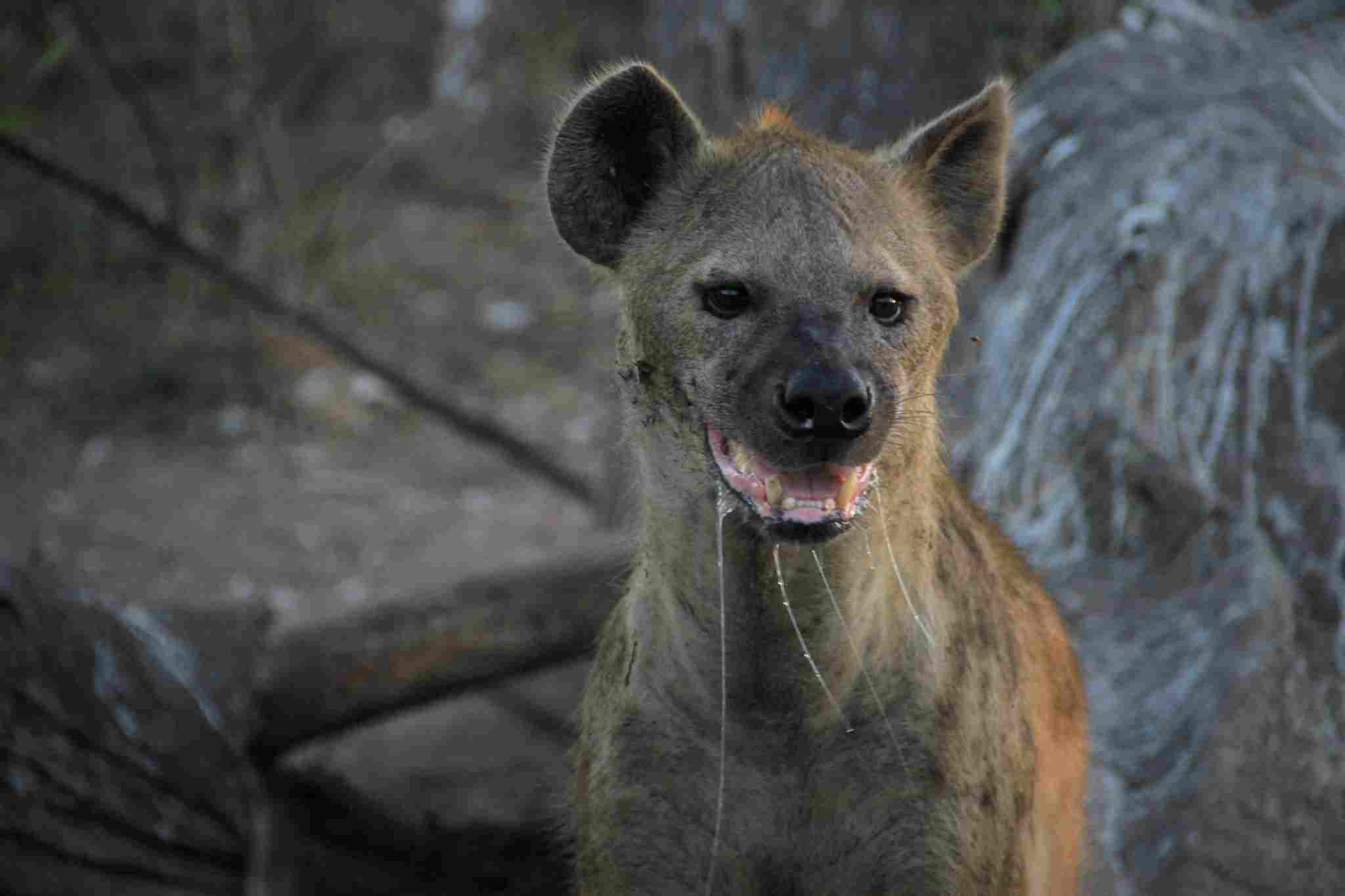 Hyena Vs Wild Dog: A Strong Bite Force Implies that Hyenas are Potentially Dangerous to Humans (Credit: Jasmine Nears 2016 .CC BY-SA 2.0.)