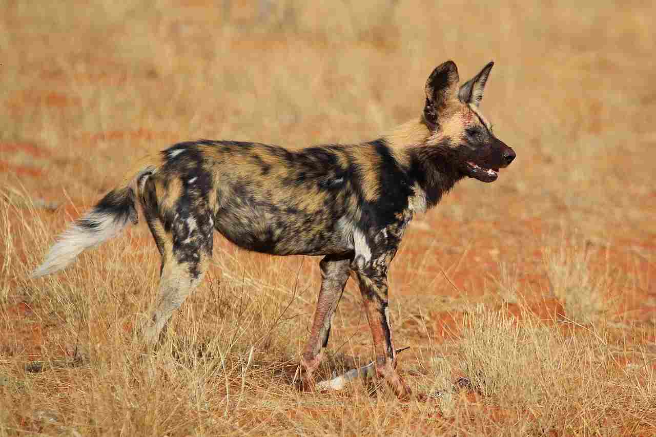 Hyena Vs Wild Dog: Environmental Degradation Impacts the Survival of Wild Dogs (Credit: Charles J. Sharp 2014 .CC BY-SA 4.0.)