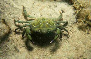Intertidal Zone Biotic Factors: Green Crabs Influence the Distribution of Prey Through their Feeding Habits (Credit: CSIRO 2005 .CC BY 3.0.)