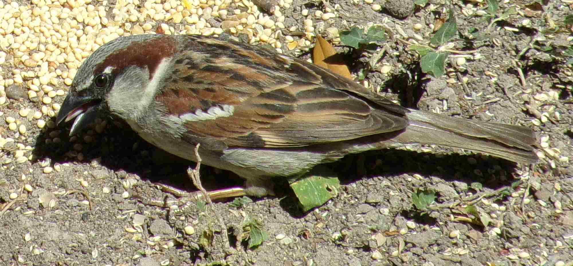 Is a Bird a Consumer: Sparrows can be Classified as Primary Consumers Due to Their Plant-Dominated Diet (Credit: Robert Kixmiller 2018 .CC BY-SA 4.0.)