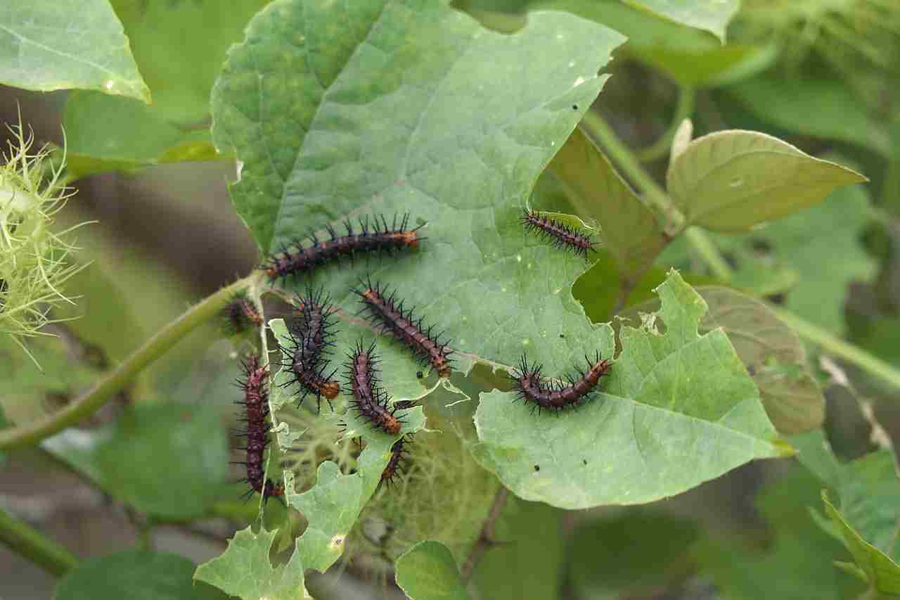 Is a Caterpillar a Consumer: Producers Serve as Food Sources for Caterpillars (Credit: Dinesh Valke 2021 .CC BY-SA 2.0.)